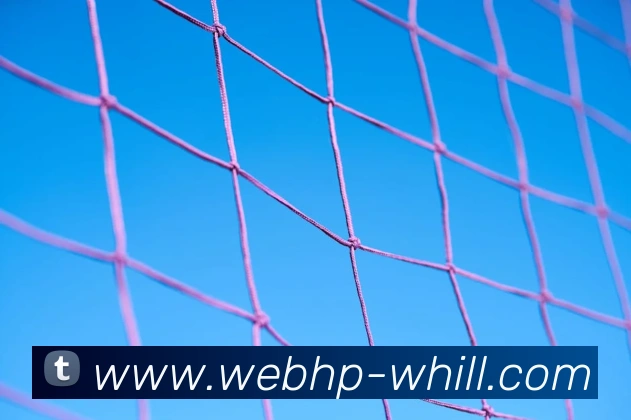 威廉希尔InternationalAPP 封面图